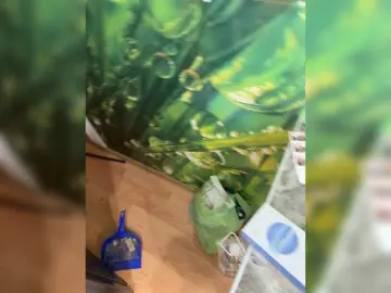 Bongacams Free Porn Cam of BongoBoginya