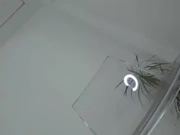 Chaturbate Watch Live Sex Cams of diamondkay_