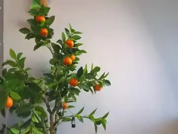Chaturbate Live Sex Cam of oke_doke